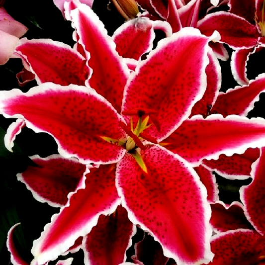Red Eyes