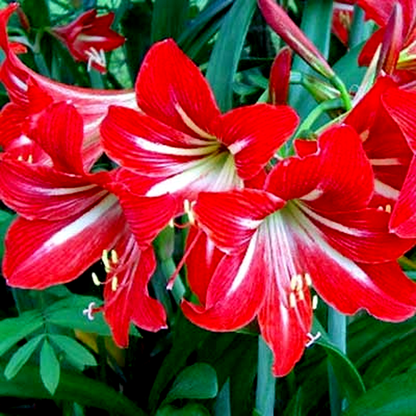 Red Fire