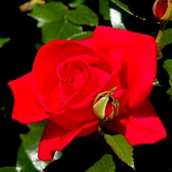 Red Flame