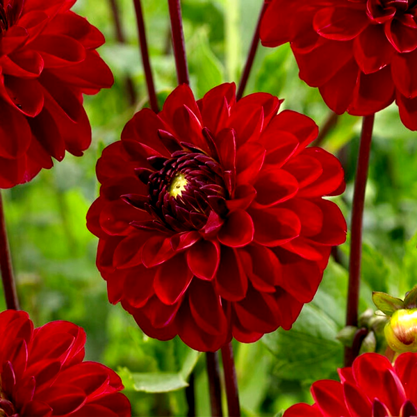 Red Jill
