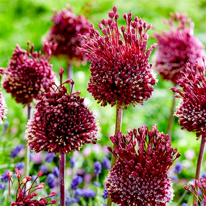 Red Mohican
