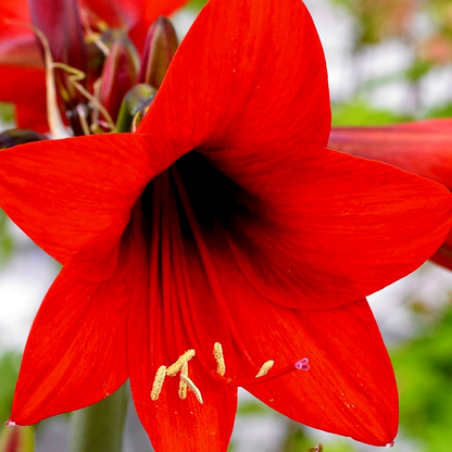 Red Rascal
