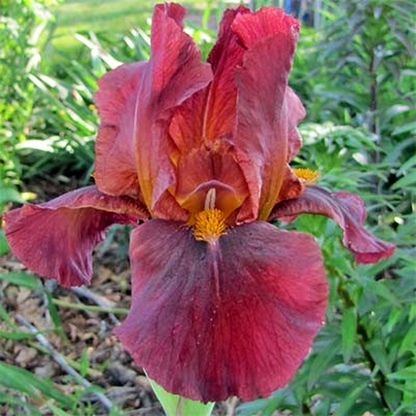 Red Zinger