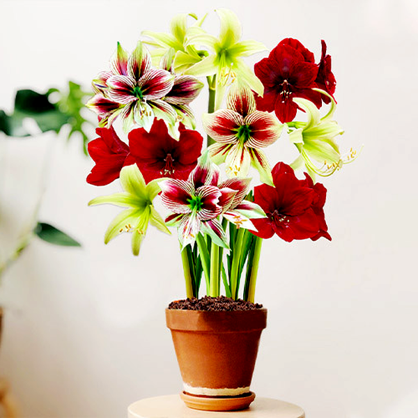Red and Green