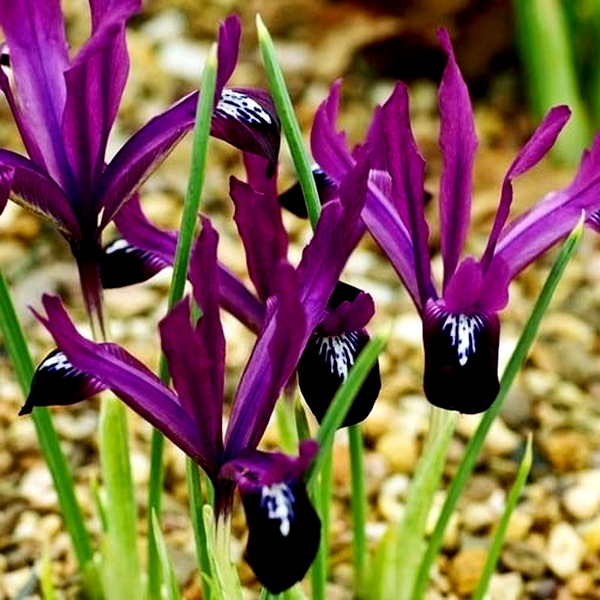 Reticulata Pauline