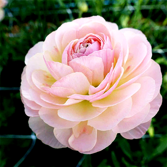 Romance Maritime
