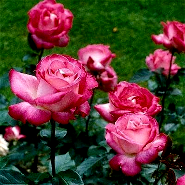 Rose Gaujard