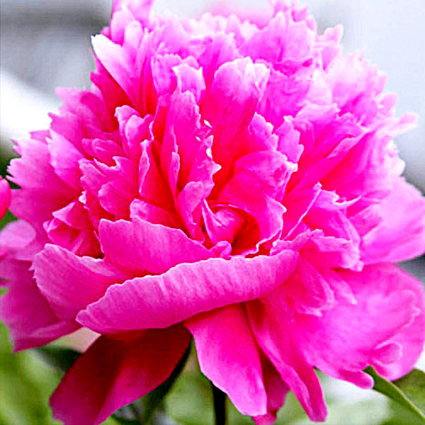 Rosea Superba