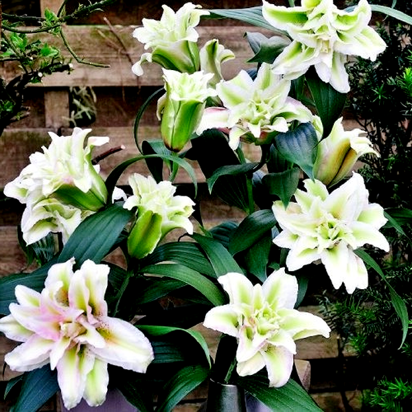 Roselily Annika