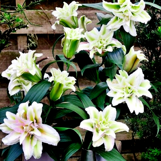 Roselily Annika