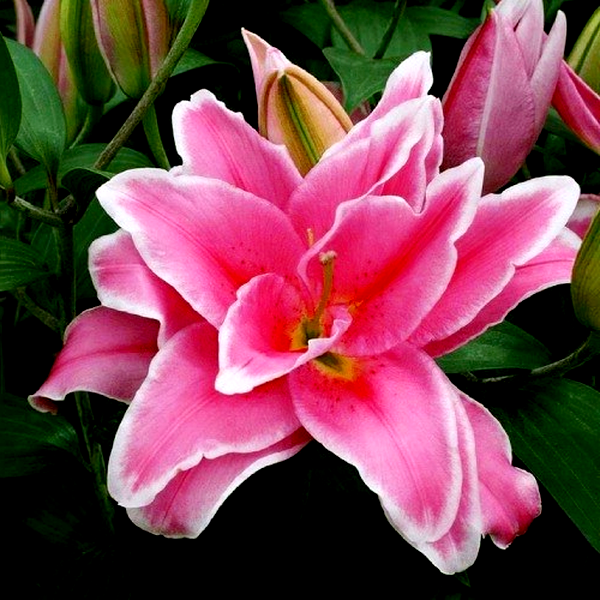 Roselily Celina
