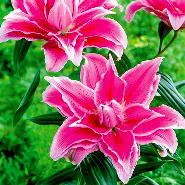 Roselily Isabella