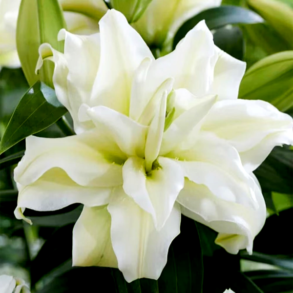 Roselily Ramona