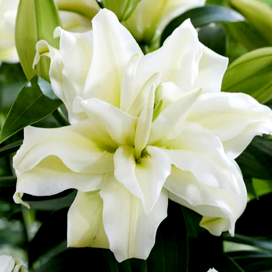 Roselily Ramona