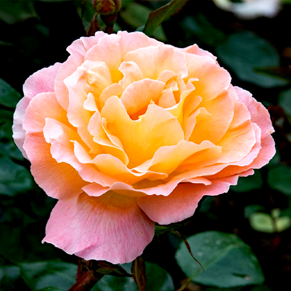 Rosemary Harkness
