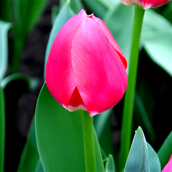 Rosy Delight