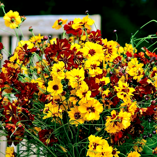 Roulette Mix Coreopsis Seeds