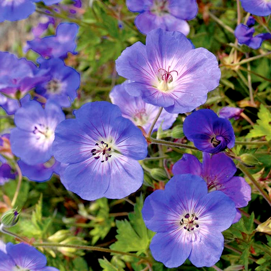 Rozanne' Geranium