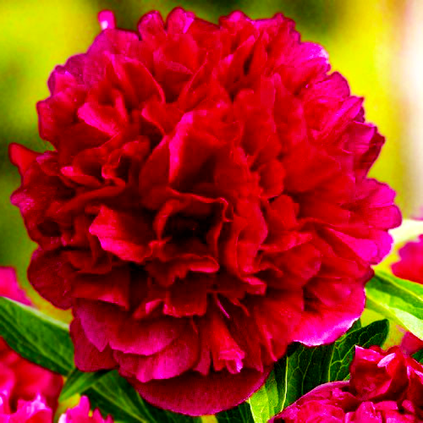 Rubra Plena