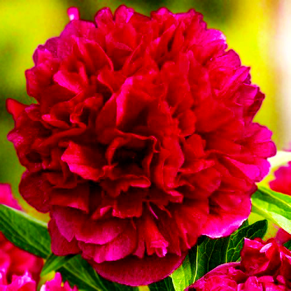 Rubra Plena