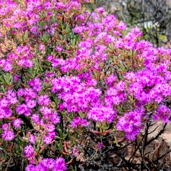 Ruschia pungens