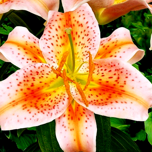 Salmon Star