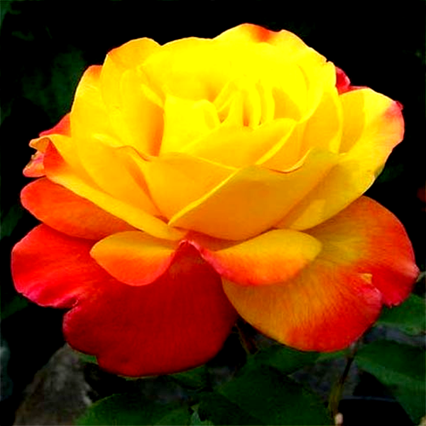 Samba