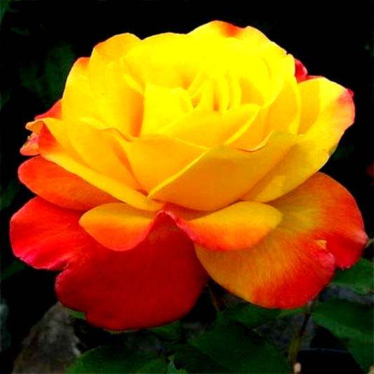 Samba