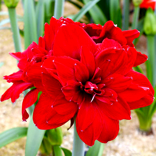 Scarlet Belle