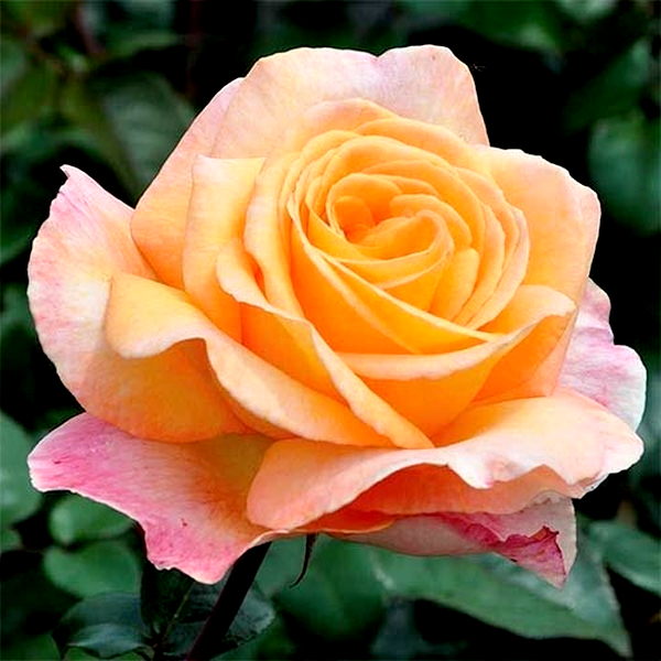 Scented Memory