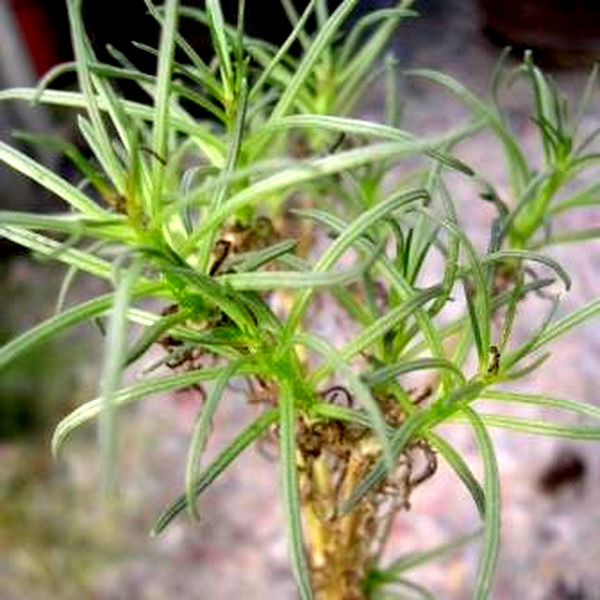 Senecio cotyledonis