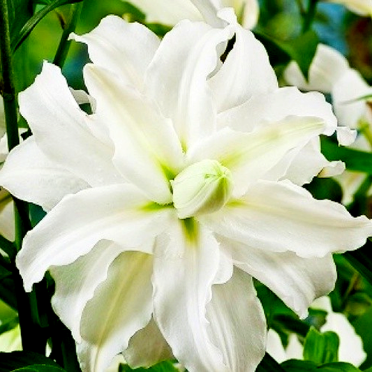 Serene Angel