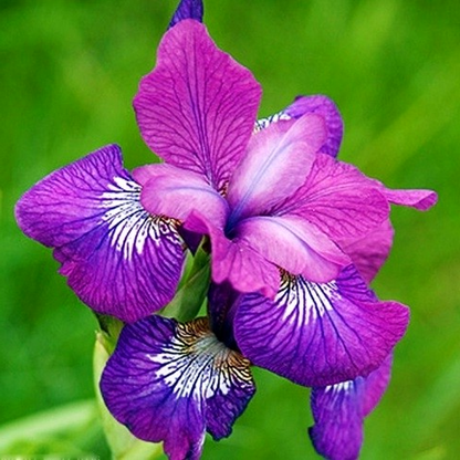 Siberica Currier