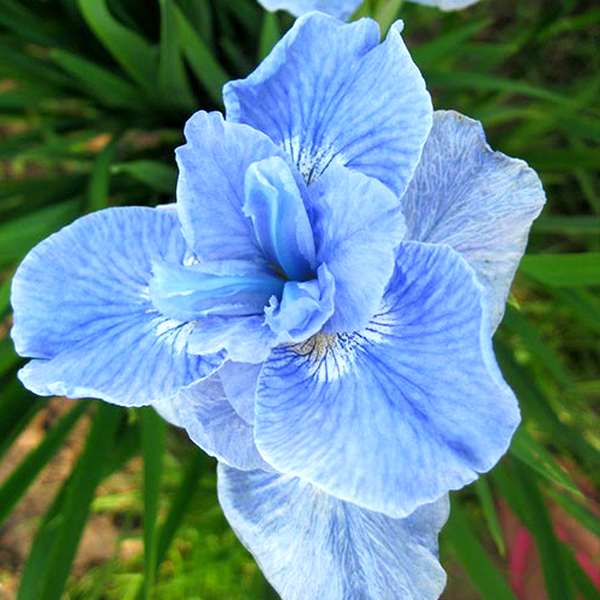 Siberica Dear Delight