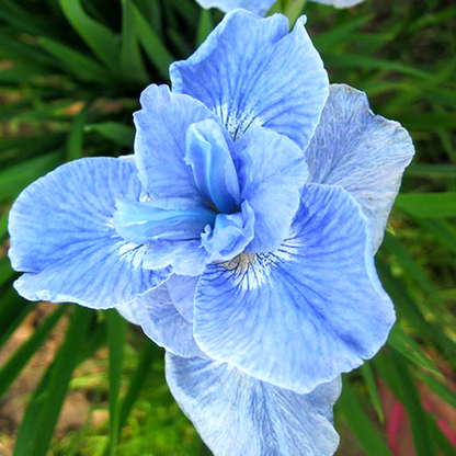 Siberica Dear Delight