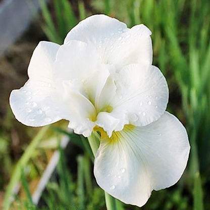 Siberica Ester C.D.M.