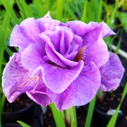 Siberica Imperial Opal