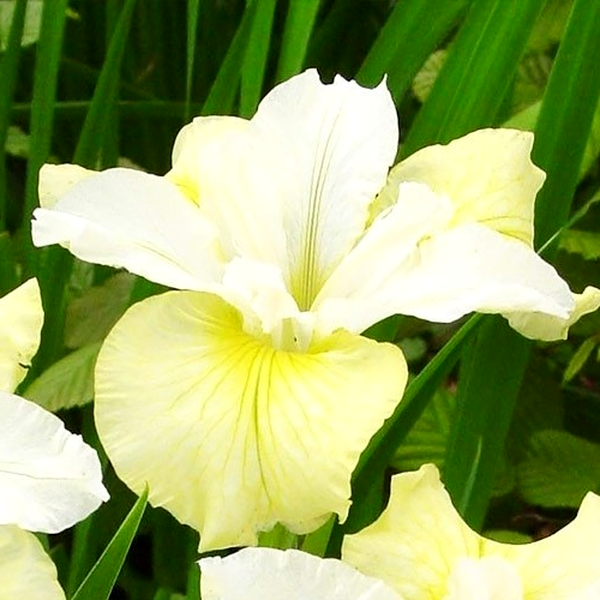 Siberica Moon Silk