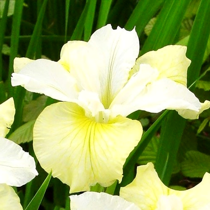 Siberica Moon Silk