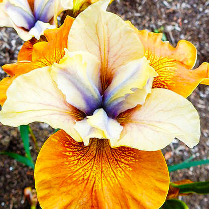 Siberica Orange Grooves