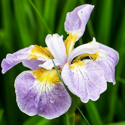 Siberica Rikugi Sakura