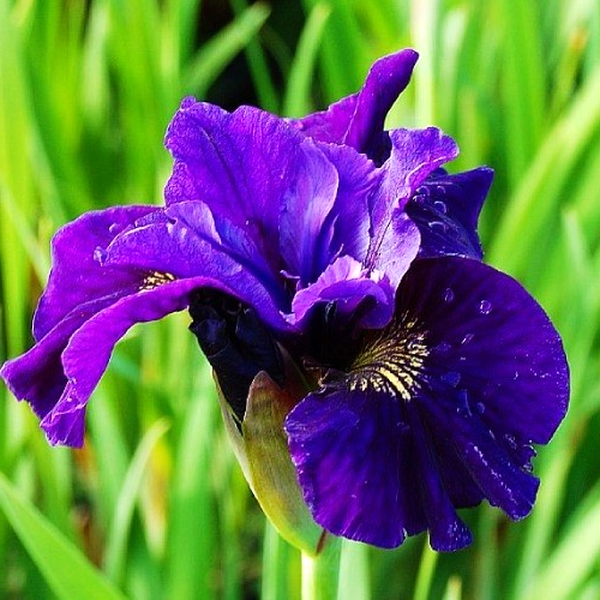 Siberica Ruffled Velvet