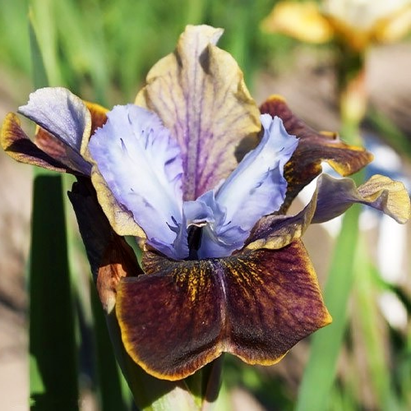 Sibirica Black Joker
