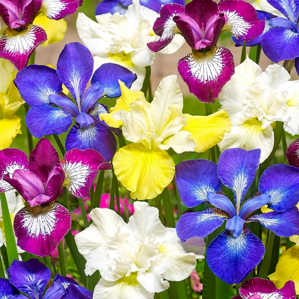 Sibirica Breeders Mix