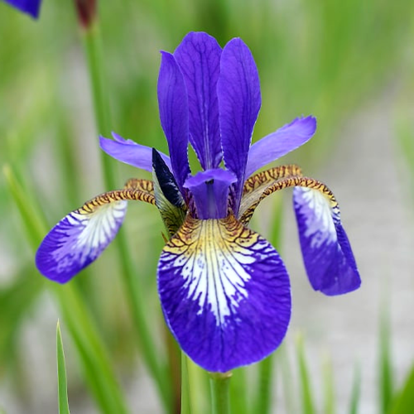 Sibirica Claret Cup