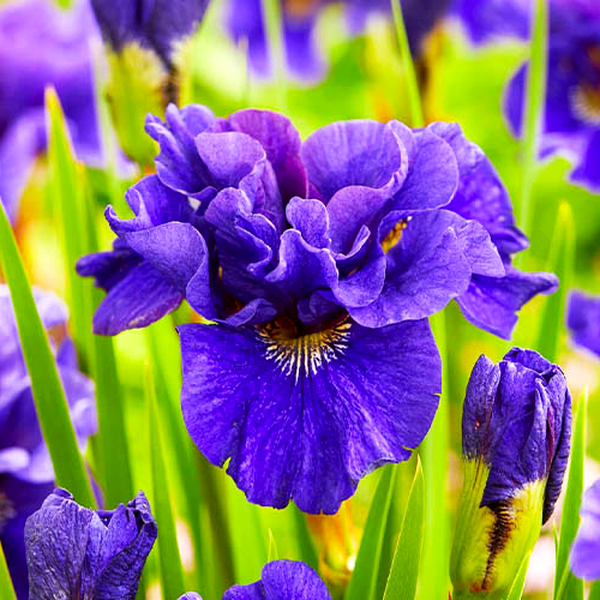 Sibirica Concord Crush