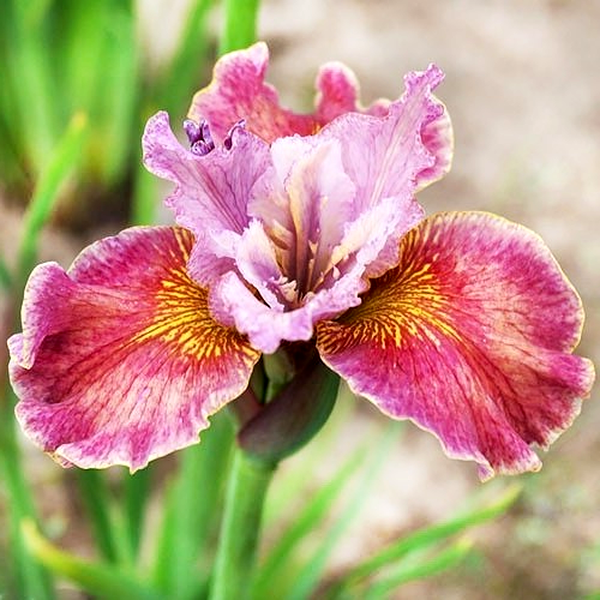 Sibirica Fancy Me This