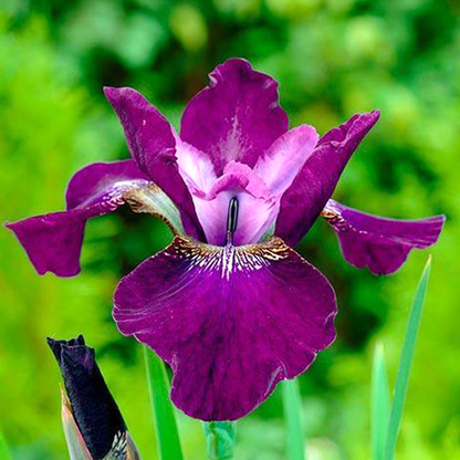 Sibirica Hubbard