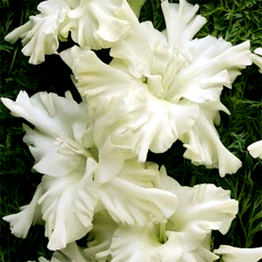 Snowy Ruffle
