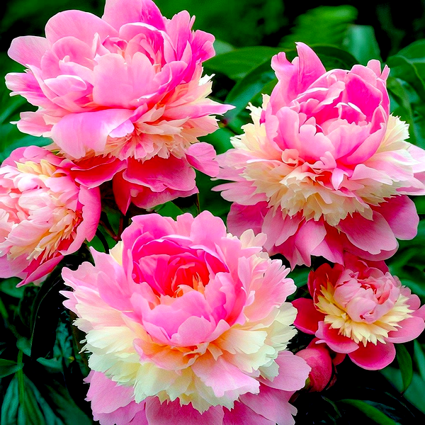 Sorbet